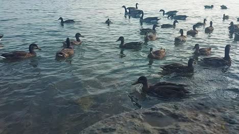 canada geese swim together in the gentle waters, static
