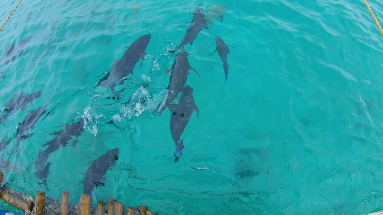 feeding fish at fish sanctuary calintaan island matnog philippines
