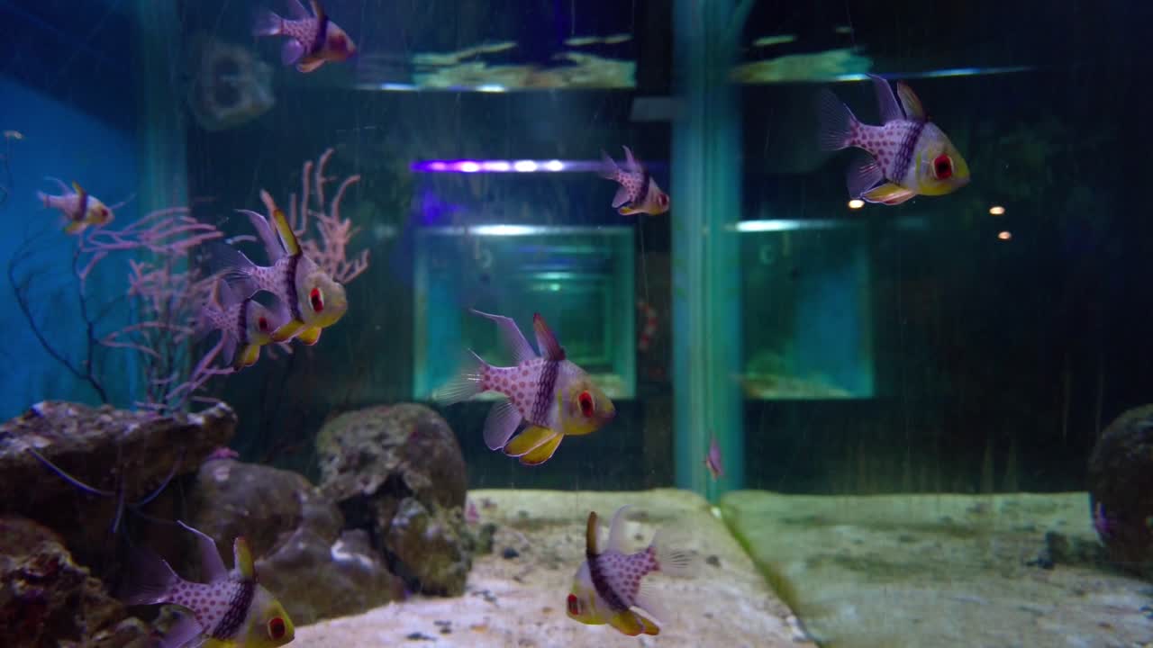 작은 liuqiu의 최고의 전망