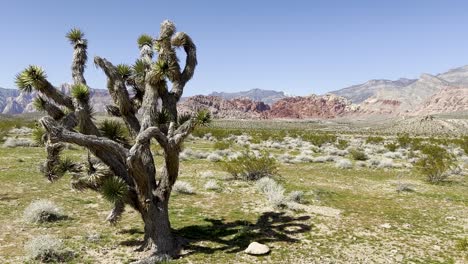 un hermoso árbol de yuca rodeado de plantas del desierto