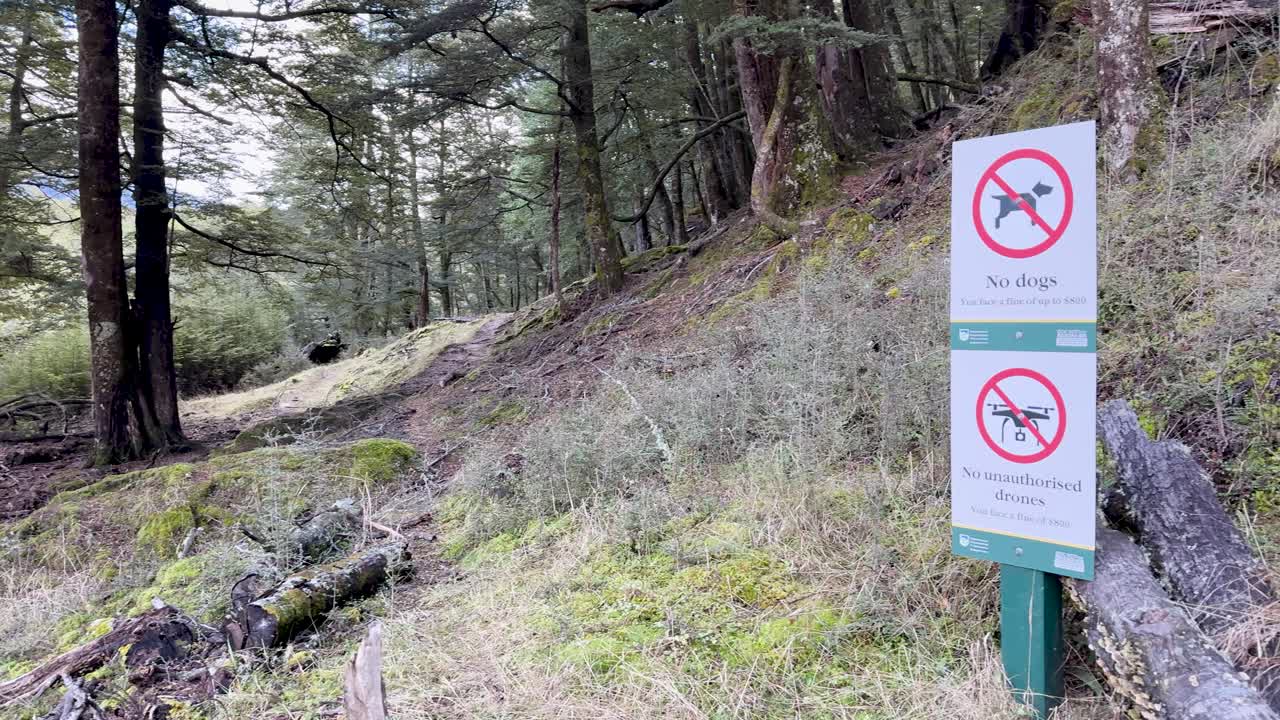 Camera moves through mossy forest toward warning sign, natural daylight, wide angle, steady movement