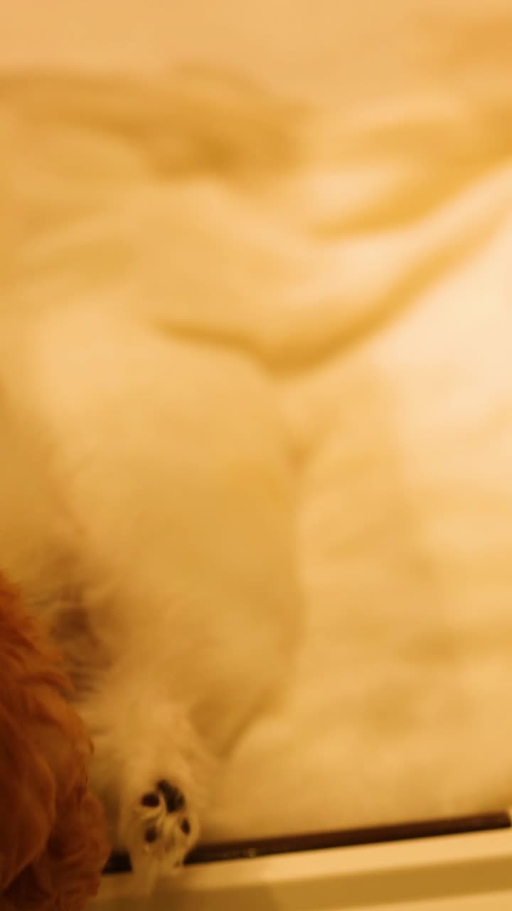 dos cachorros jugando y explorando juntos en el interior