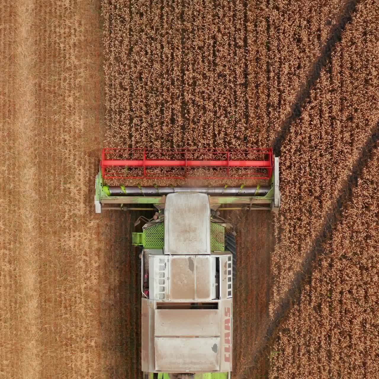 White combine with red mowing mechanism cuts the harvest of ripe wheat. Bird's eye view on the machine working in the field