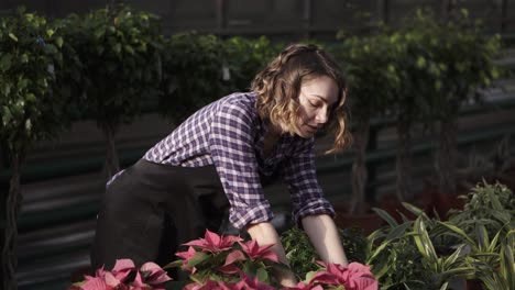 A-young-woman-florist-working-in-greenhouse-caring-for-flowers.-Girl-in-apron-in-a-greenhouse-examining-and-touching-flowers-in-a-row.-Sunny,-bright-area