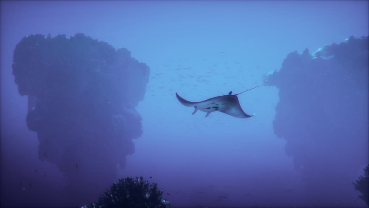 manta ray nadando a través de un arrecife de coral