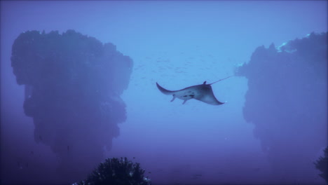 manta ray nadando a través de un arrecife de coral