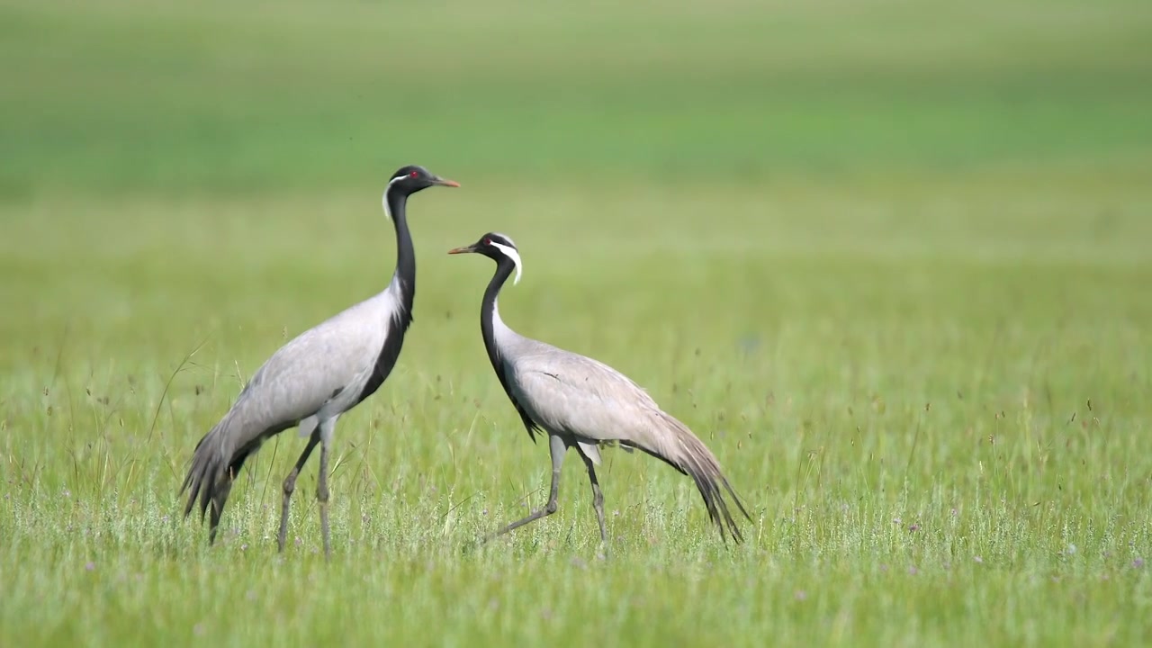 Demoiselle Cranes Walking and Foraging in a Green Meadow