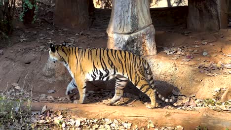 tigre caminando por el hábitat natural en el zoológico