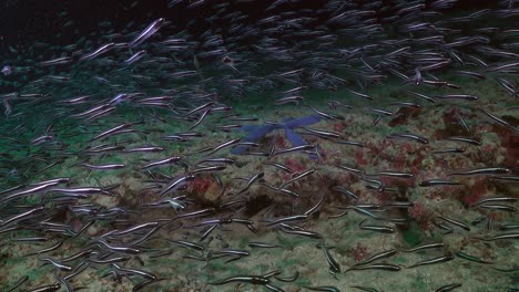 school of fish swimming over coral reef at night