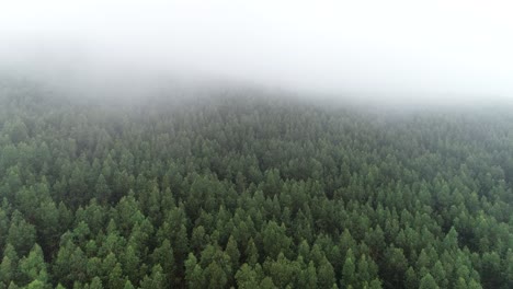 Aerial-View-of-Misty-Forest-Fog