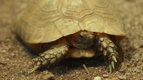 western hermann's tortoise closeup