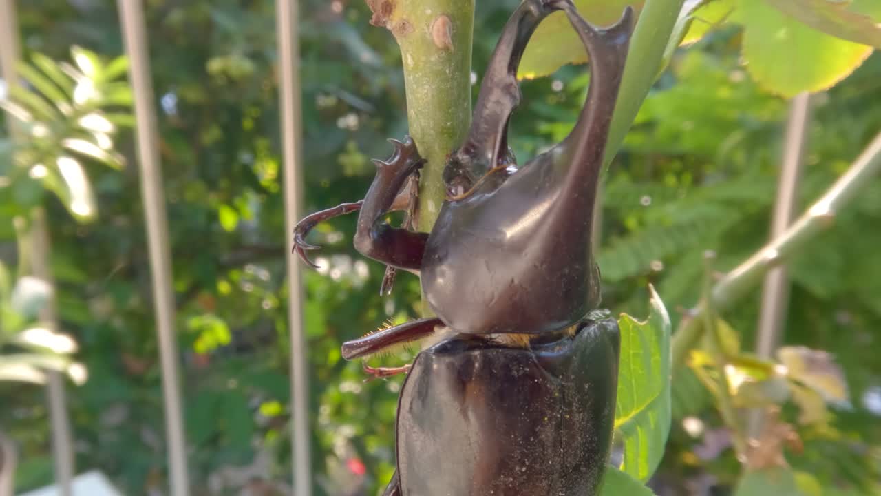 이 동물은 갈색이고 이 있습니다.