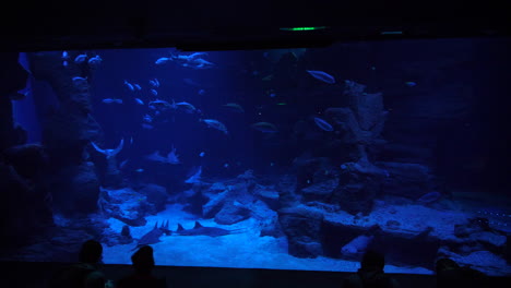 left-to-right-shot-of-a-giant-aquarium-with-people-watching-sharks,-rays,-fishes