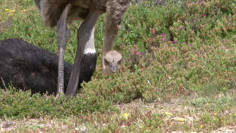 female-ostrich-forages-in-green-environment-with-some-flowers,-then-lays-down-next-to-a-male-resting-in-background,-wind-ruffles-their-plumage