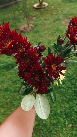 red chrysanthemum bouquet in hand