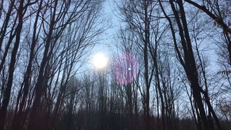 walking on a forest road with the sun up in the sky and the sunlight getting through the tree branches on early spring season