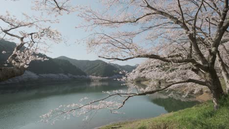 una foto de la flor de cerezo y el lago niwaki en la prefectura de saga, kyushu, japón