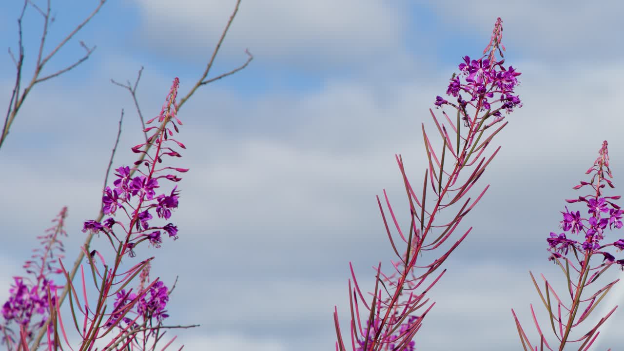 Fireweed plants gently move in the breeze, bright magenta flowers contrasting with soft overcast sky