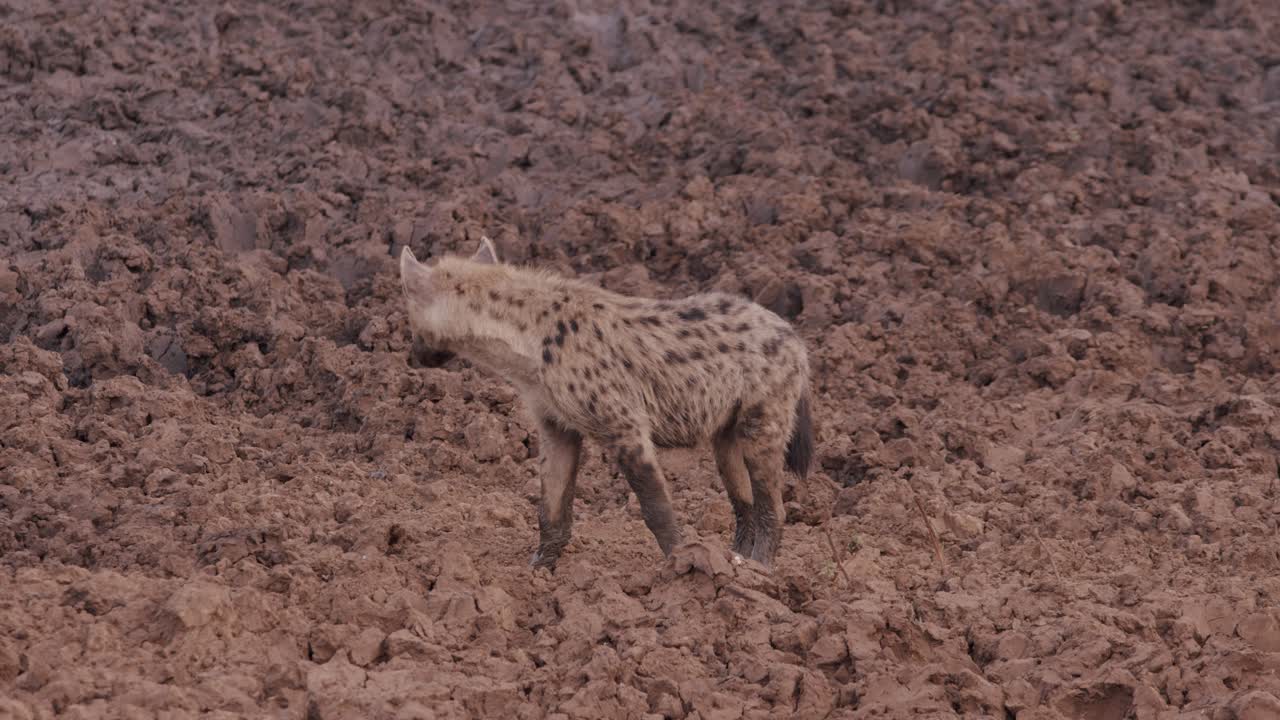 Spotted Hyena Standing In The Mud Looking Around In Africa. - wide shot