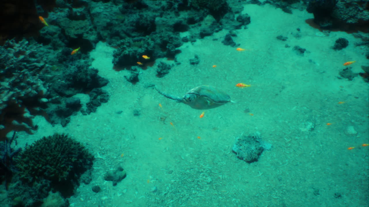 Underwater view of a ray gliding above sandy ocean floor during daytime
