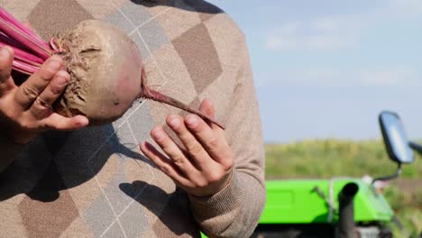 a farmer holds a fresh organic beet in his hand farmer holding ripe sugar beets while standing in a field