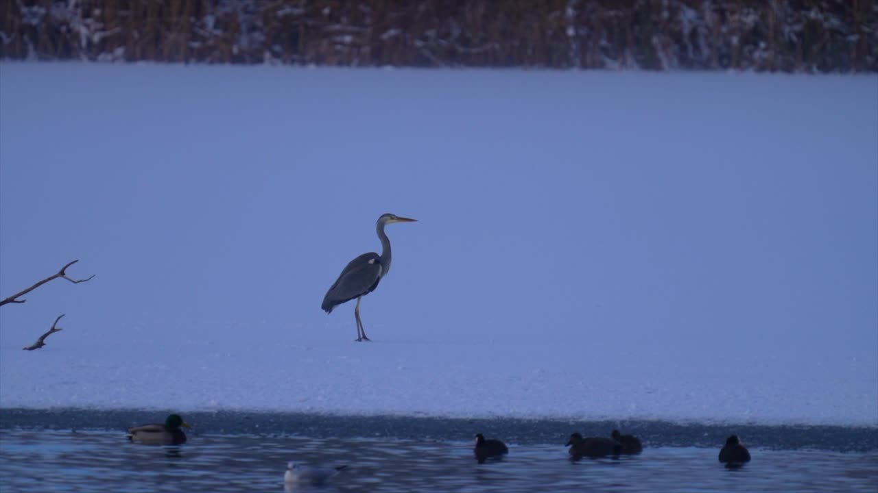 серая цапля приземляется на снегу в облачный зимний день с утками на переднем плане