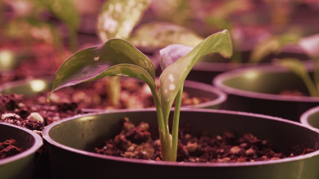 toma de primer plano extrema de una planta de pothos en una olla bajo luz led