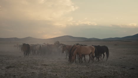 wild horses in a dust storm at sunset