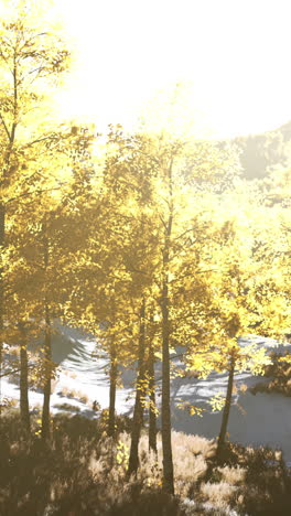 golden trees in a forest