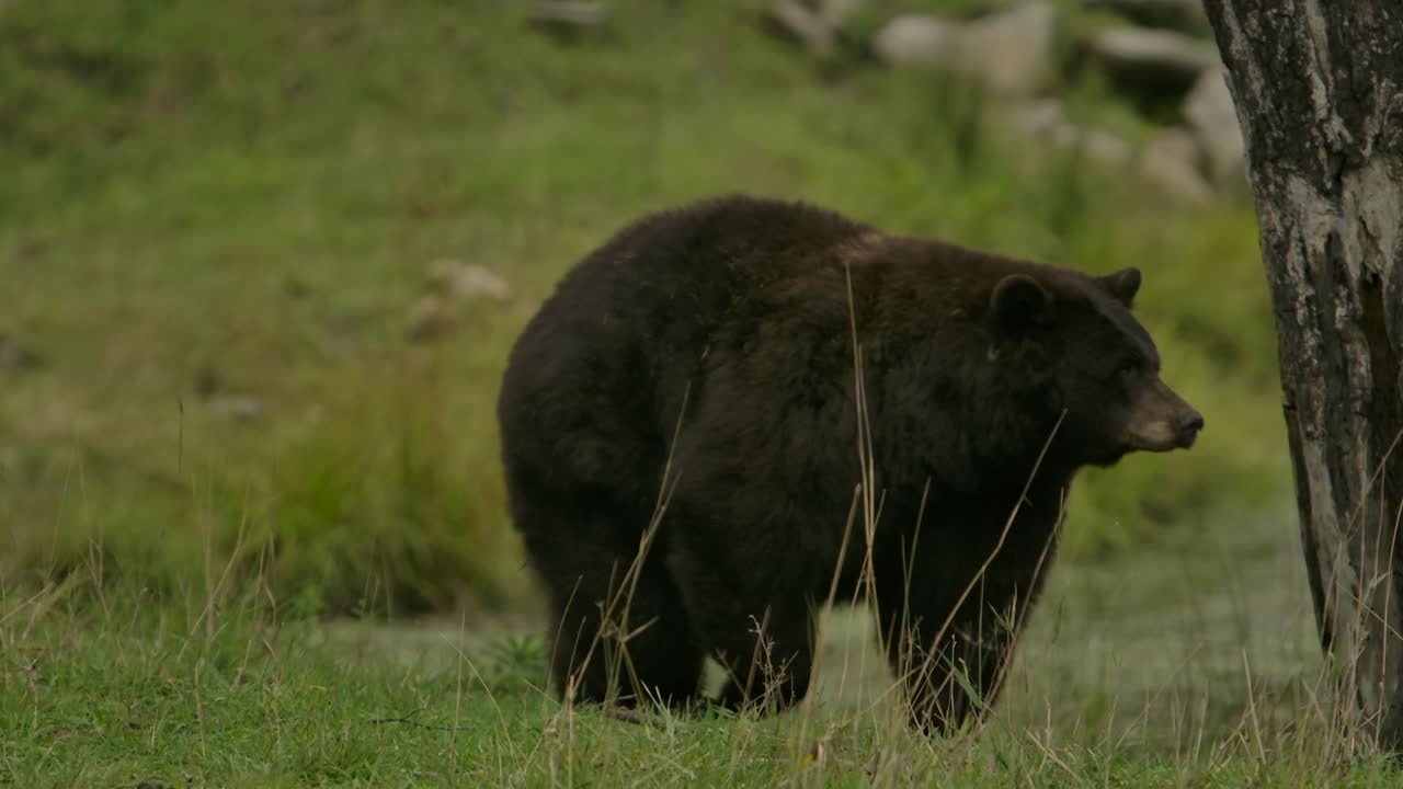 orso alla cannella che cammina slomo sull'erba verde