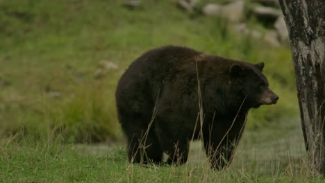 cinnamon bear walking slomo on green grass