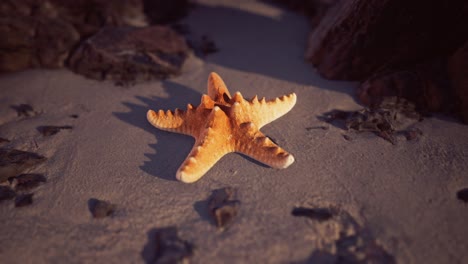 starfish on sandy beach at sunset