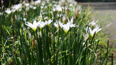 beautiful crocus flower blooming in green garden