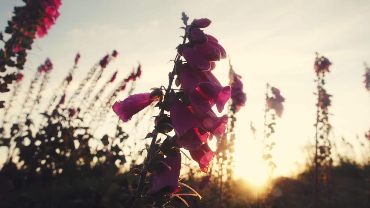 Close up view of sun beams shining through pink bloomed wild flowers, on a misty morning