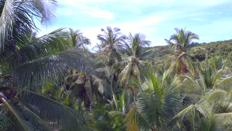 Calle-Vacía-Con-Palmera-De-Coco