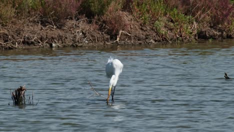 seen moving towards the right and foraging for some food during a windy day, but the thing that it lifted was just a ball of mud or something, intermediate egret ardea intermedia, thailand