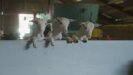 three goats looking over a wall towards the camera