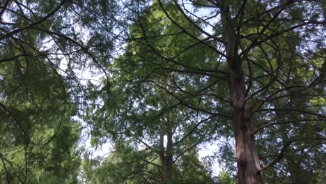 vista del paisaje hasta el cielo ver muchos árboles mientras camina en el parque con un hermoso cielo azul claro en el día de verano en canadá