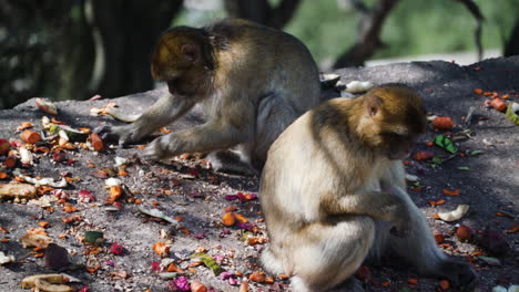 monos salvajes buscando comida en una roca en gibraltar, vista de cerca