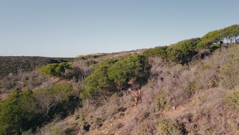 Red-Deers-Roaming-On-Grassy-Mountain-In-Portugal