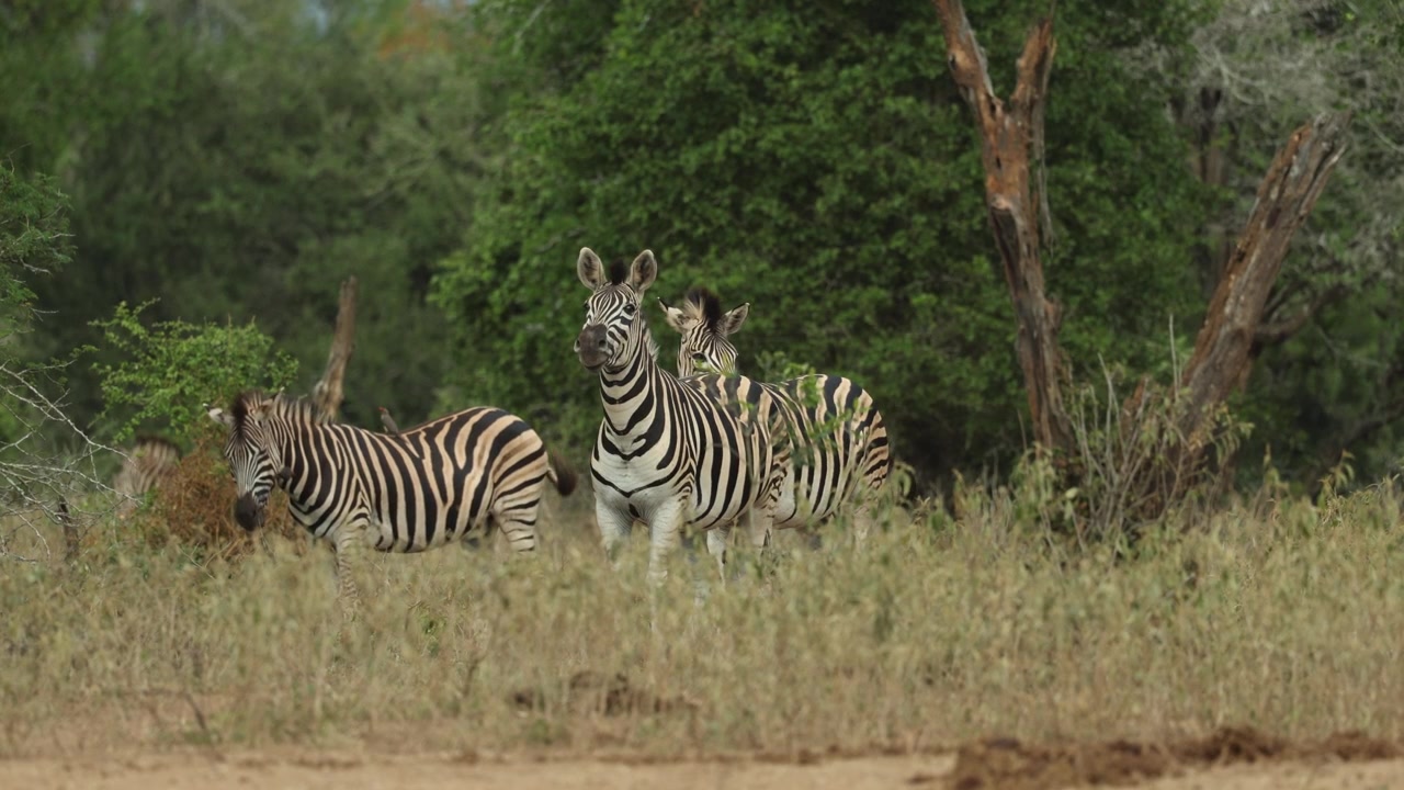 Una piccola mandria di zebre delle pianure che si trova nella prateria e guarda attenta in lontananza. Filmato nel Parco Nazionale Kruger, Sudafrica.