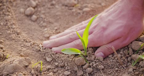 Farmer-Planting-Young-Wheat-At-Farm