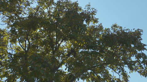 tree canopy with sunlight