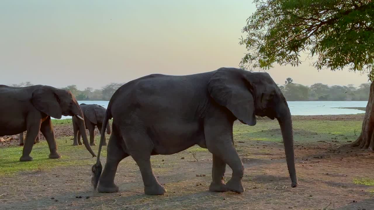 아프리카 덤불 코끼리 (loxodonta africana) 가 건조한 계절에 샤이르 강변을 고 있다. - 리완데 국립공원, 말라위