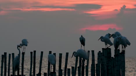 The-Great-Egret,-also-known-as-the-Common-Egret-or-the-Large-Egret