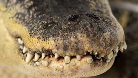 american alligator - extreme close up on snout - rack focus between nostrils and teeth