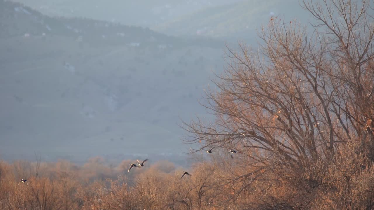 날아가는 새들의 슬로우 모션 영상