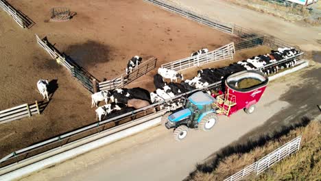 aerial pan drone shot of farmer feeding cows on a dairy farm