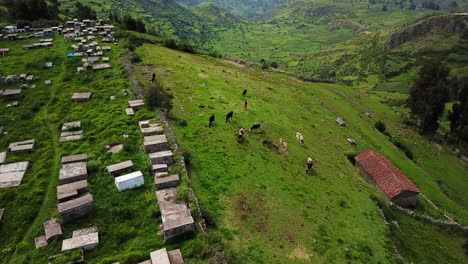 Tiere-In-Den-Peruanischen-Bergen-Von-Ayacucho