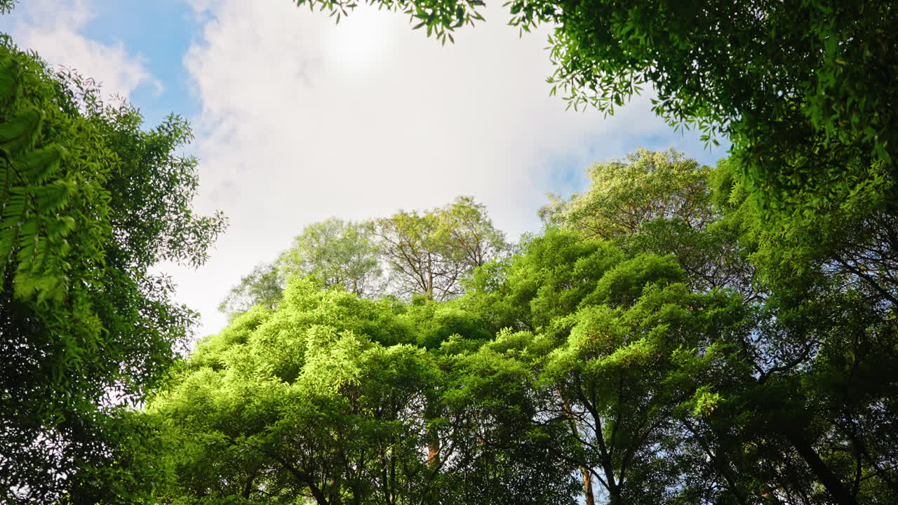 toma cinematográfica de vegetación verde y exuberante en el bosque